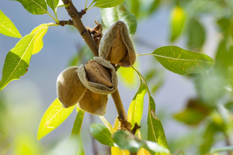 Detail Almond Tree Images Free Nomer 22