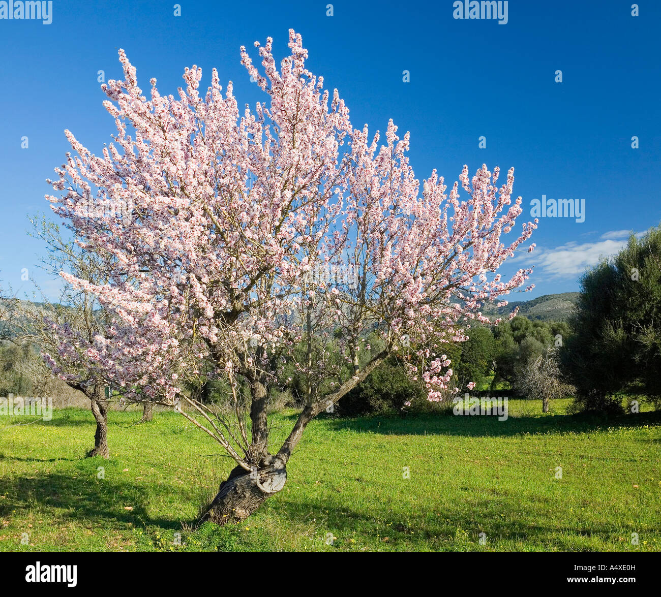 Detail Almond Tree Images Free Nomer 25