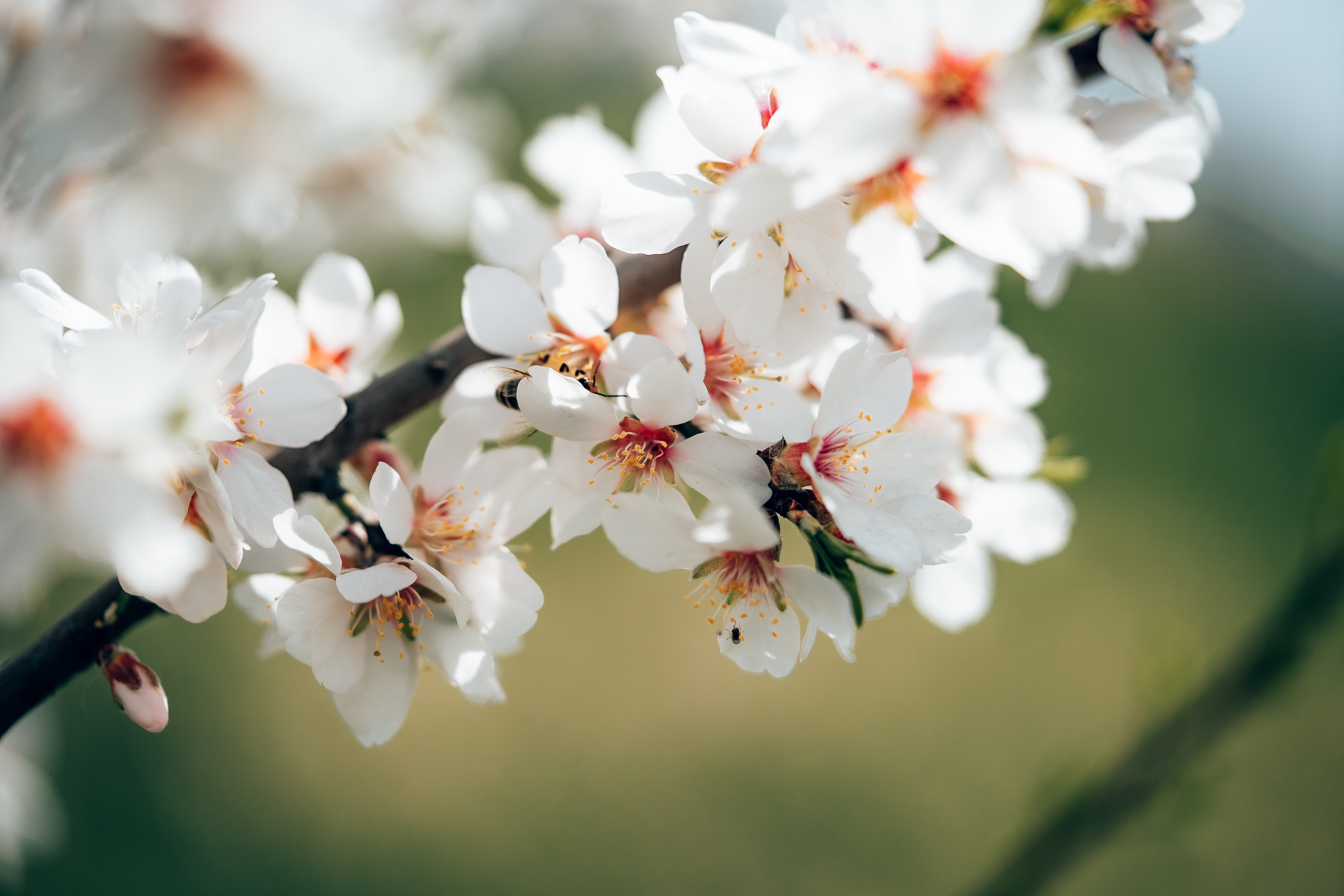 Detail Almond Tree Images Free Nomer 28