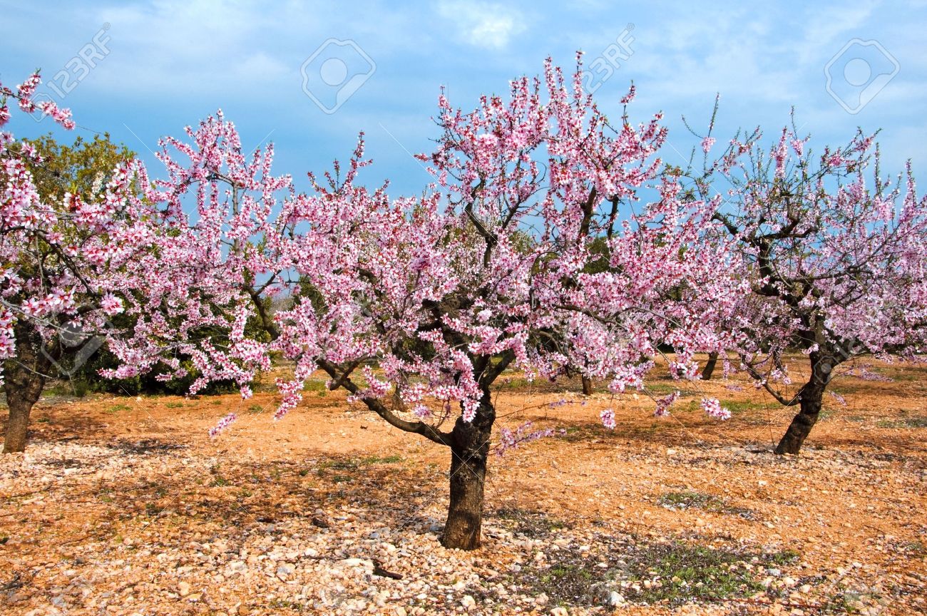 Detail Almond Tree Images Free Nomer 29