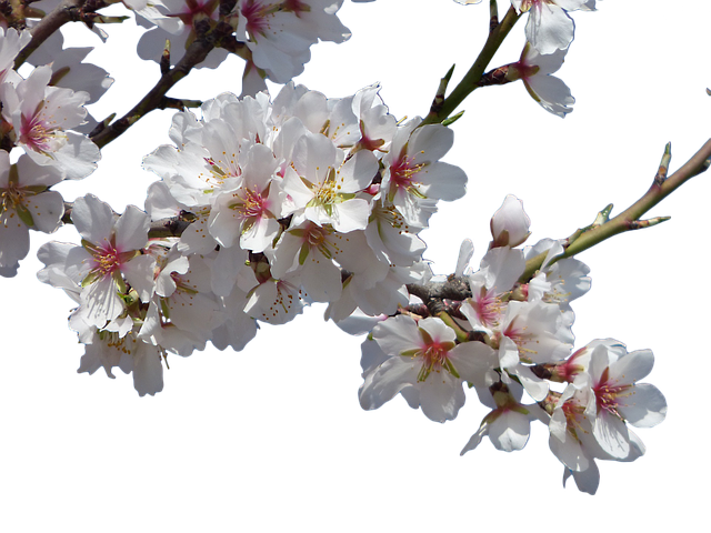 Detail Almond Tree Images Free Nomer 39