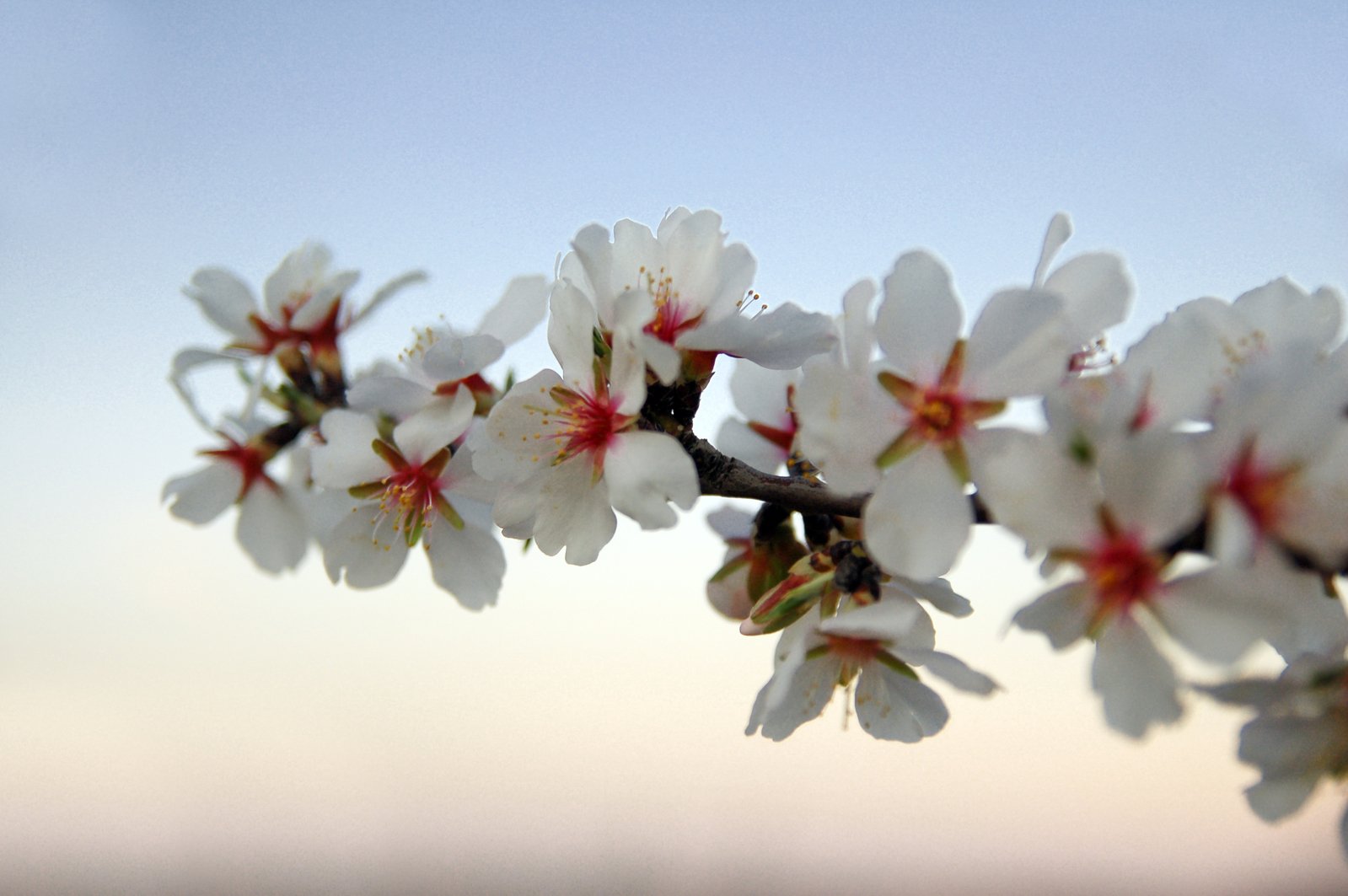 Detail Almond Tree Images Free Nomer 41