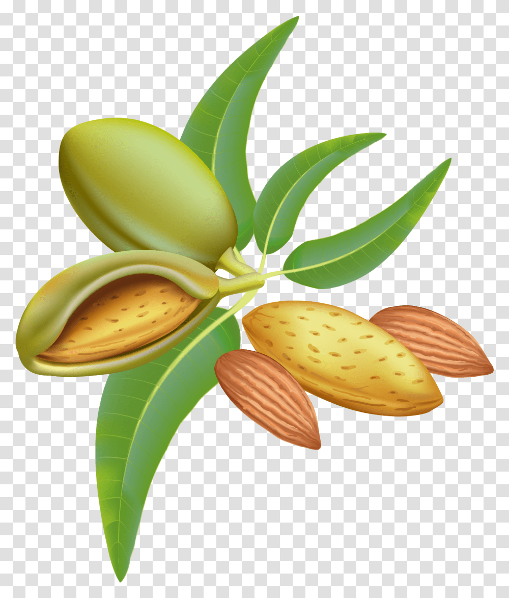 Detail Almond Tree Images Free Nomer 42