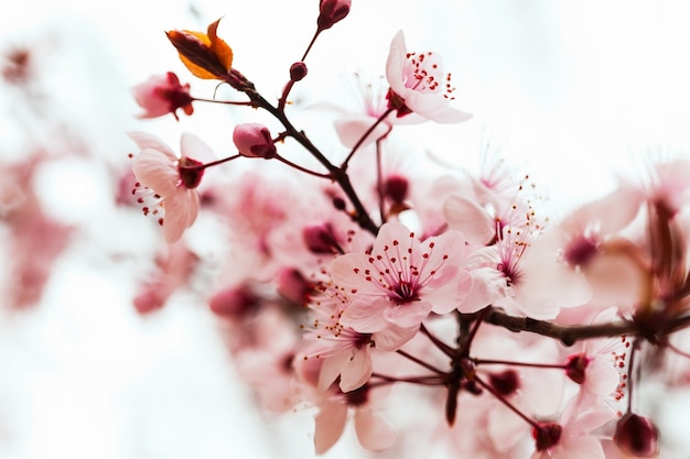 Detail Almond Tree Images Free Nomer 54