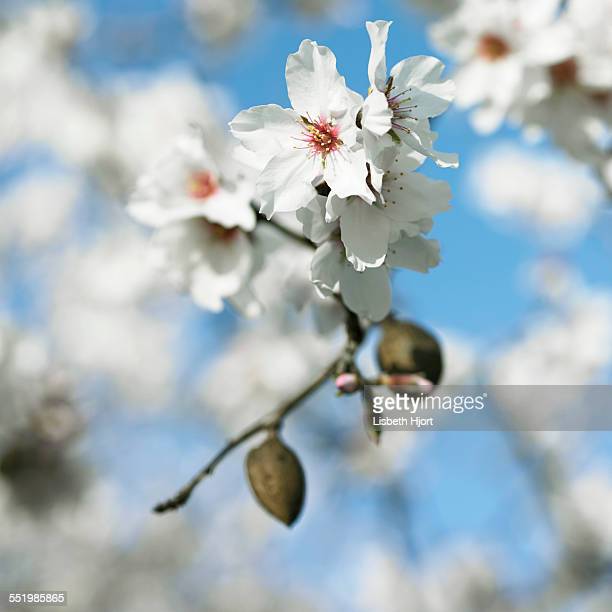 Detail Almond Tree Images Free Nomer 55