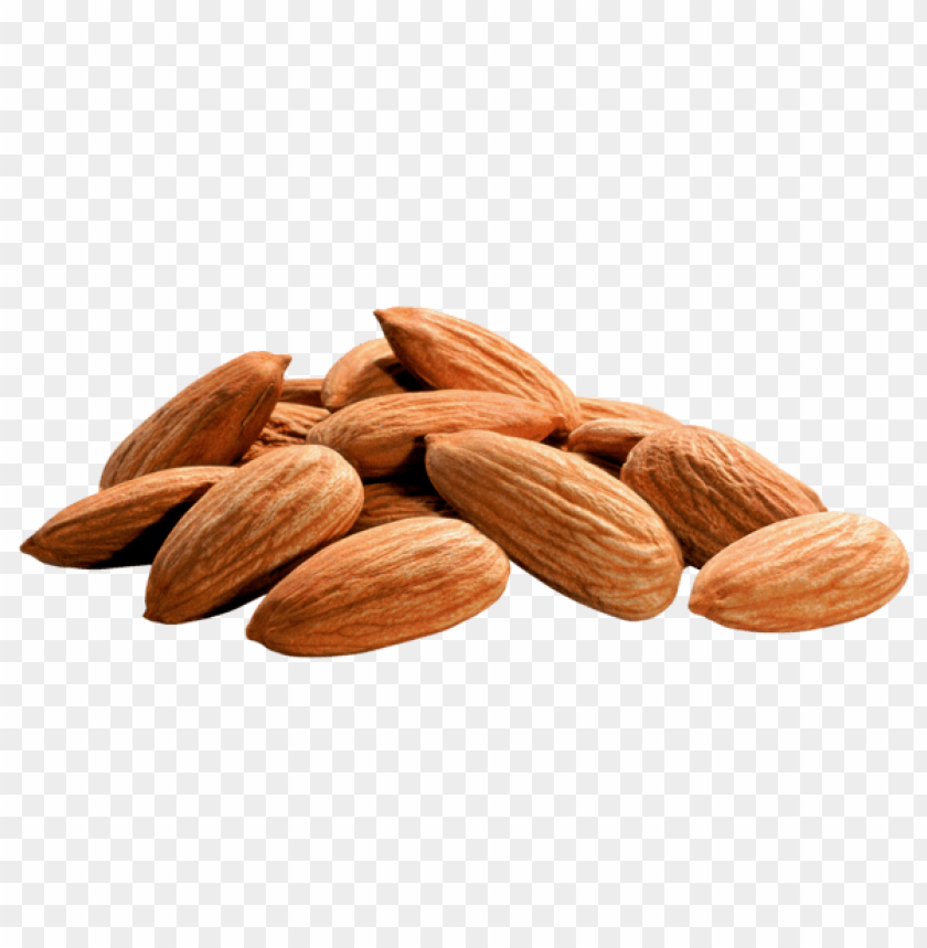 Detail Almonds Clipart Nomer 17