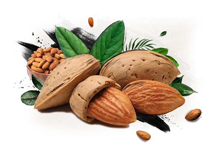 Detail Almonds Photo Nomer 4