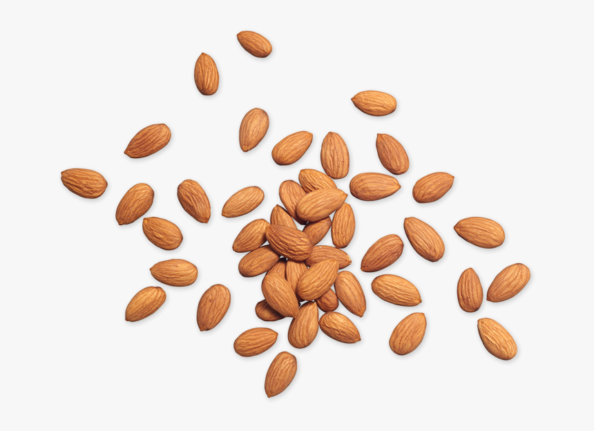 Detail Almonds Png Nomer 32