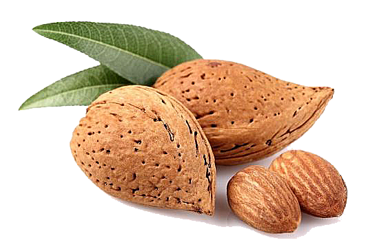 Detail Almonds Png Nomer 57