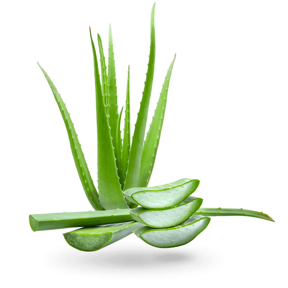 Detail Aloe Vera Png Nomer 12