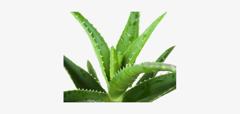 Detail Aloe Vera Png Nomer 36