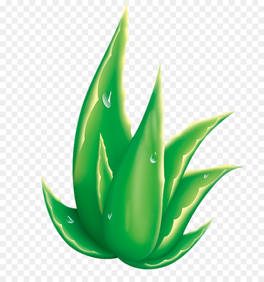 Detail Aloe Vera Png Nomer 40