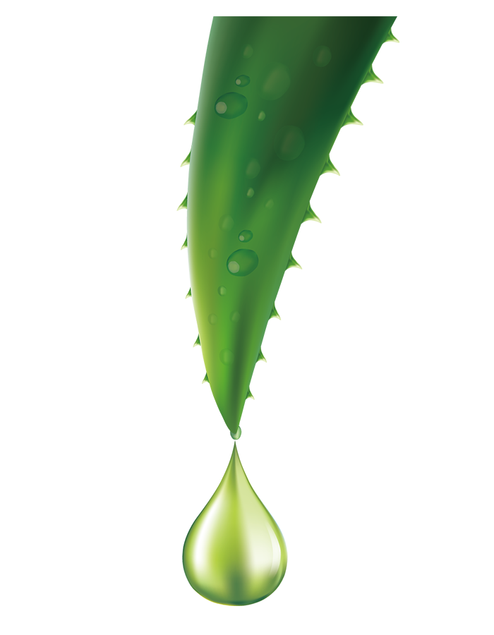 Detail Aloe Vera Png Nomer 41