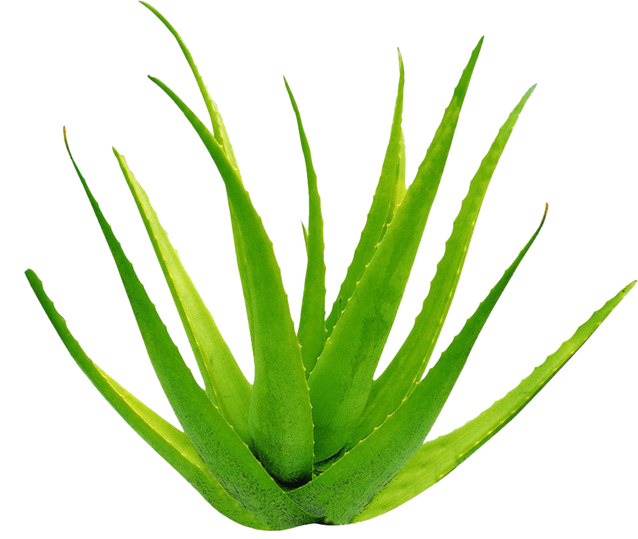 Detail Aloe Vera Png Nomer 6