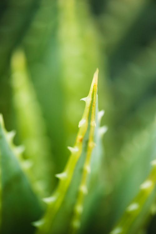 Detail Aloe Vera Wallpaper Nomer 42