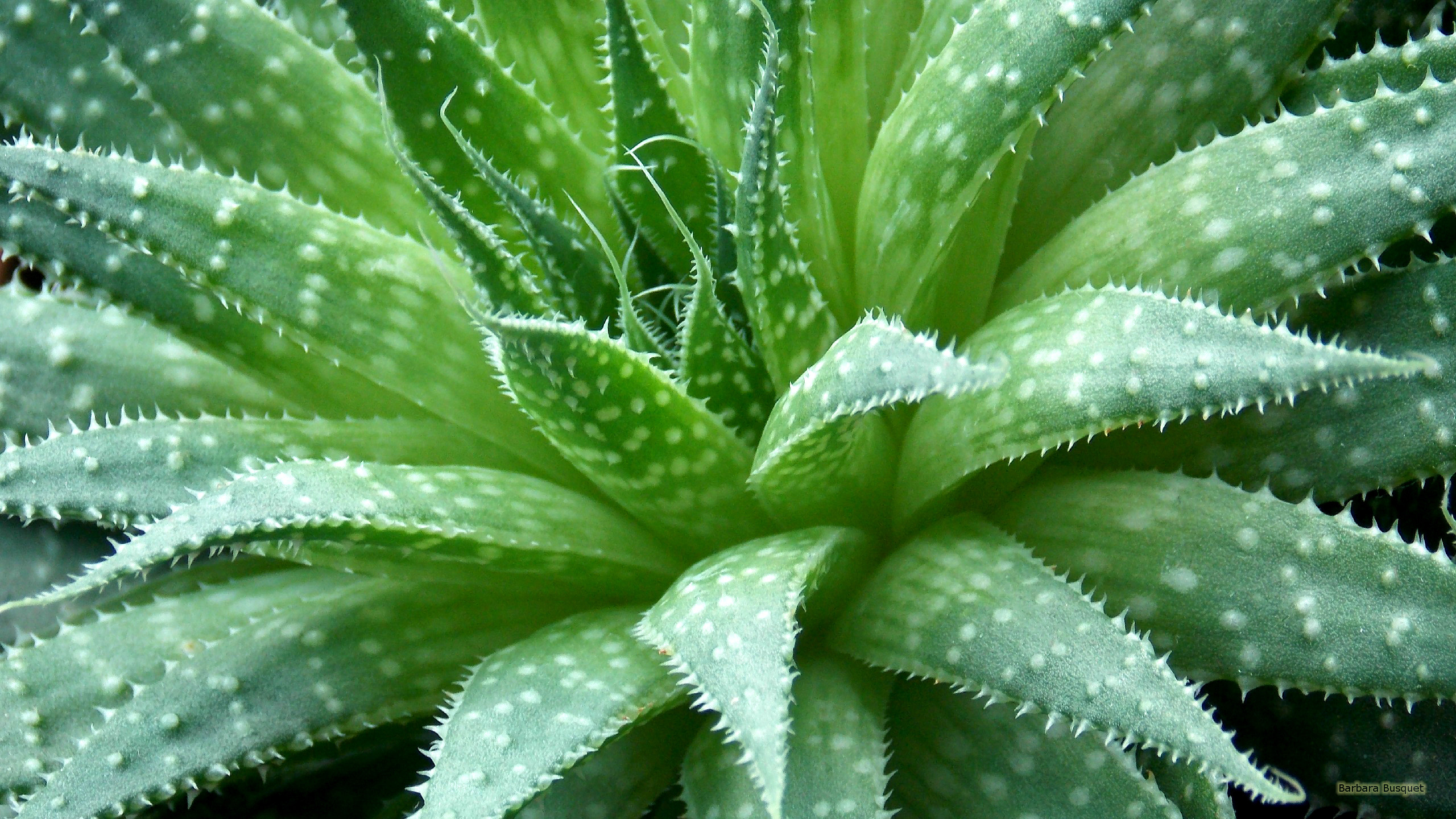 Detail Aloe Vera Wallpaper Nomer 10