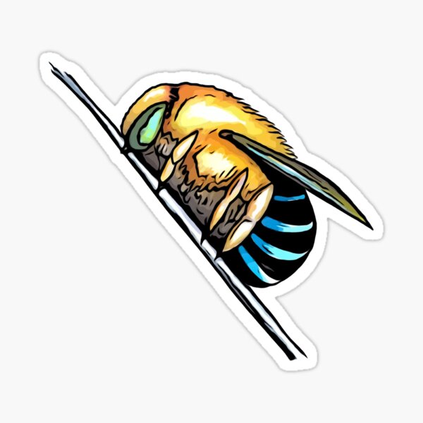 Detail Sea Bees Phi Phi Nomer 5
