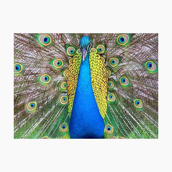 Weiblicher Pfau - KibrisPDR