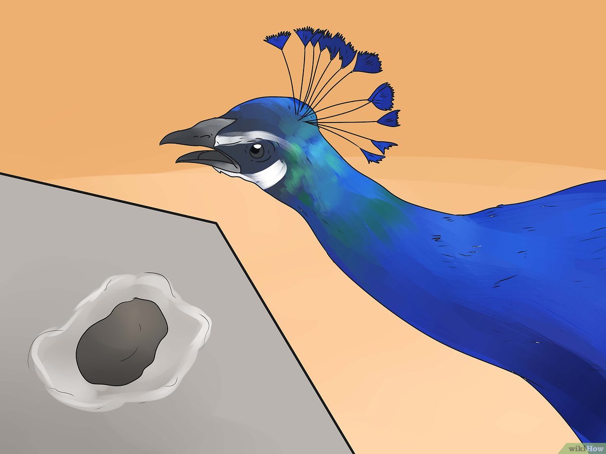Detail Weiblicher Pfau Nomer 14
