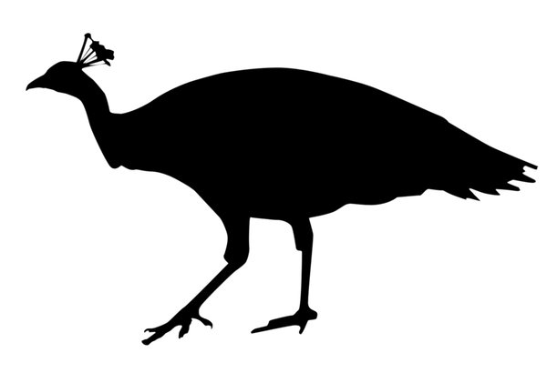 Detail Weiblicher Pfau Nomer 2
