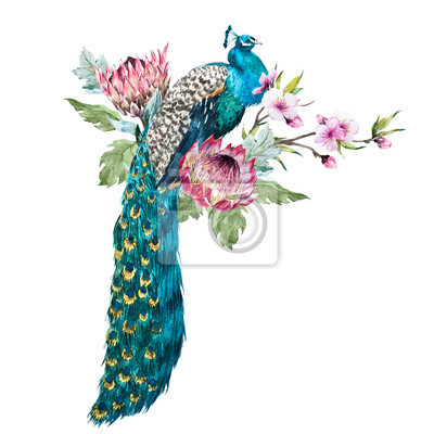 Detail Weiblicher Pfau Nomer 19