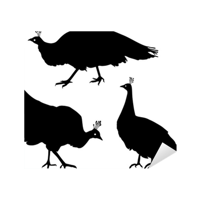 Detail Weiblicher Pfau Nomer 6
