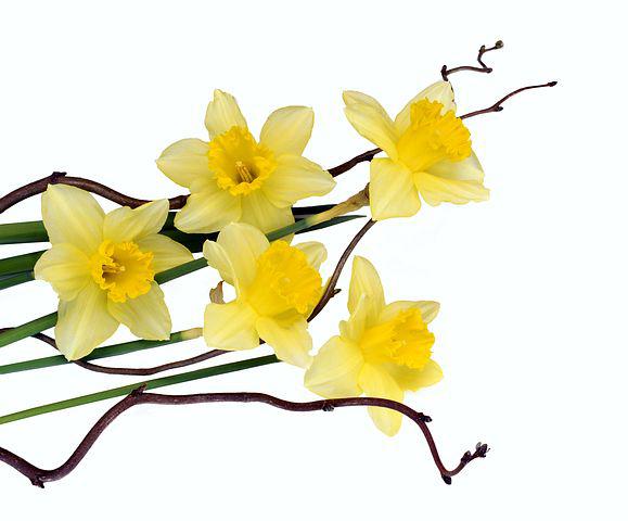 Blumenfotos Kostenlos - KibrisPDR