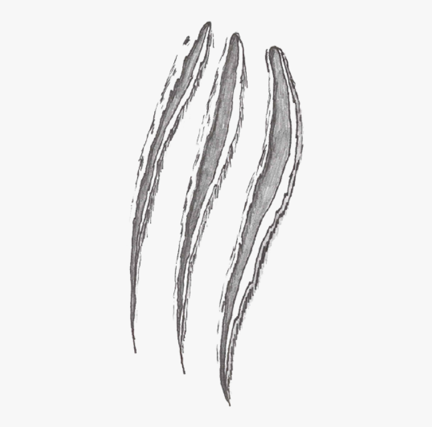 Detail Claw Transparent Nomer 22