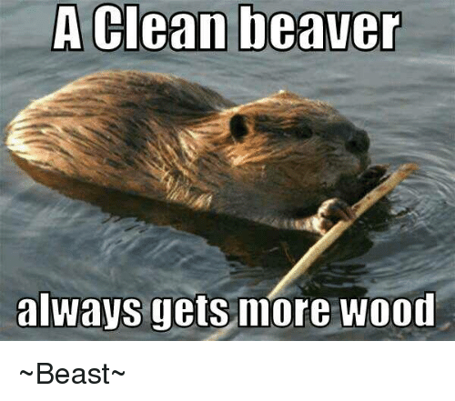 Detail Clean Beaver Meme Nomer 11