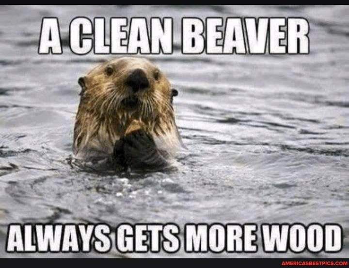 Detail Clean Beaver Meme Nomer 14
