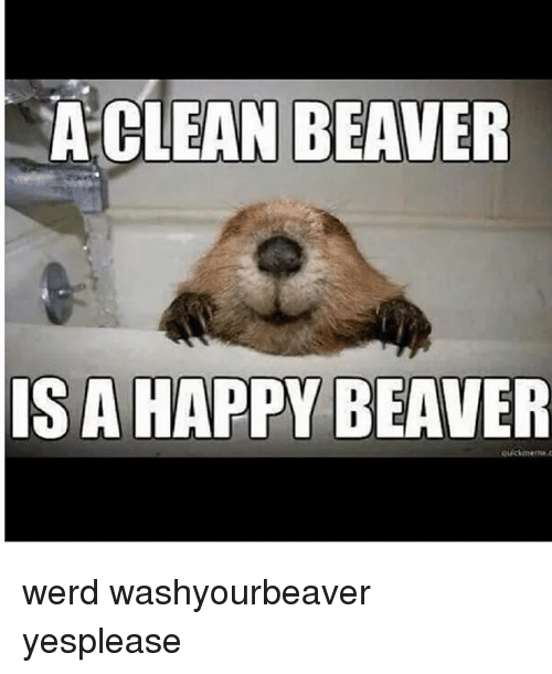 Detail Clean Beaver Meme Nomer 17