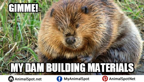 Detail Clean Beaver Meme Nomer 18