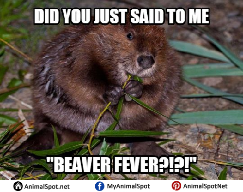 Detail Clean Beaver Meme Nomer 19