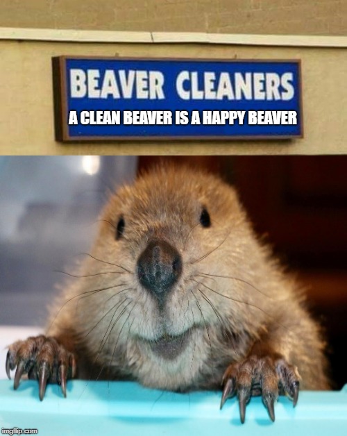 Detail Clean Beaver Meme Nomer 20