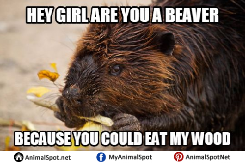 Detail Clean Beaver Meme Nomer 3