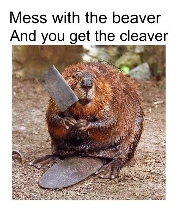 Detail Clean Beaver Meme Nomer 23