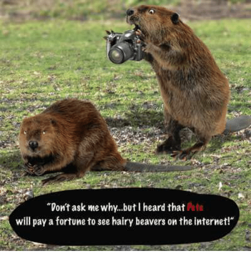 Detail Clean Beaver Meme Nomer 28