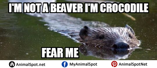 Detail Clean Beaver Meme Nomer 32