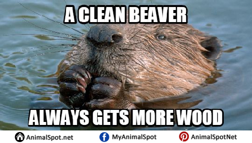 Detail Clean Beaver Meme Nomer 5