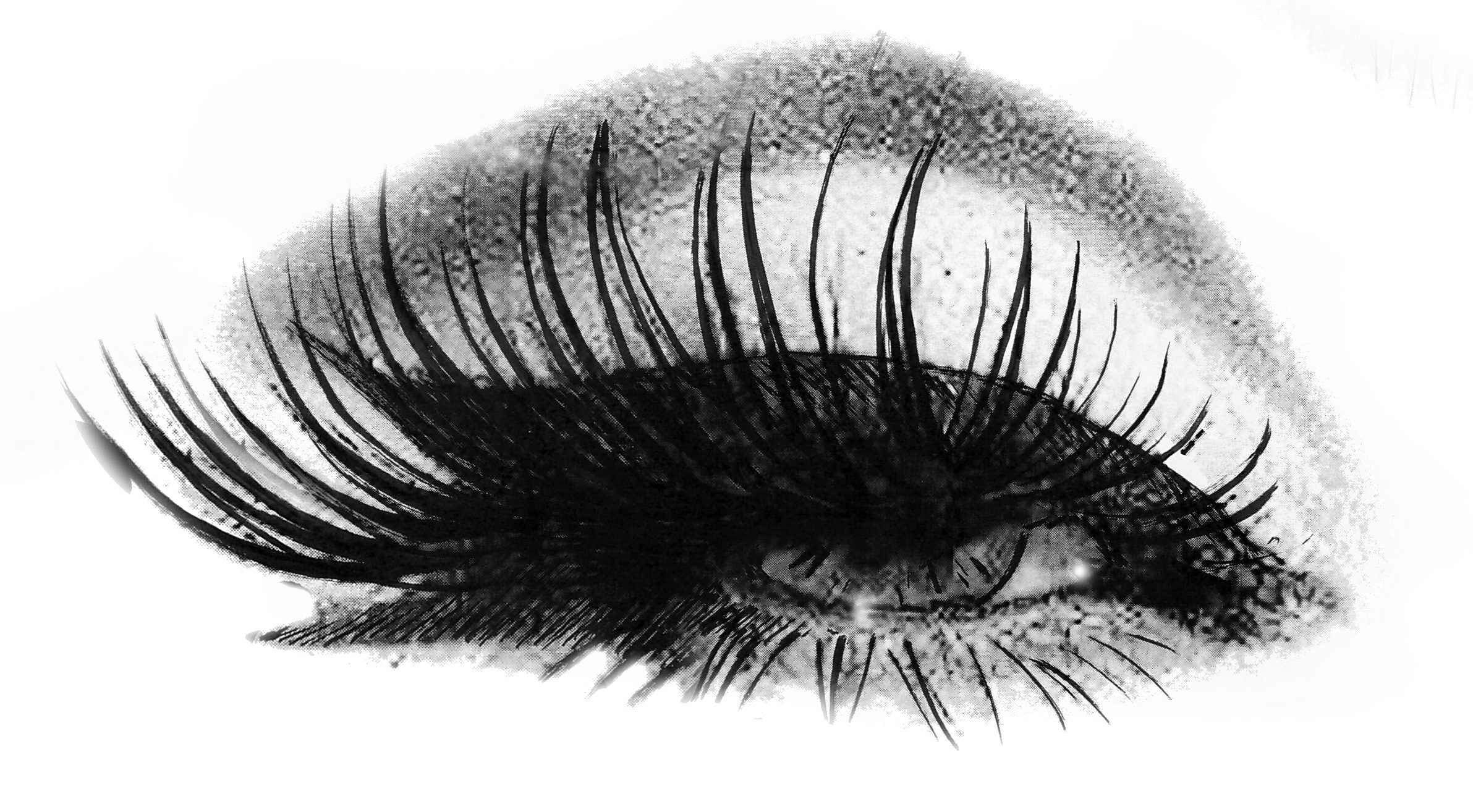 Detail Clear Background Transparent Eyelash Logo Nomer 23