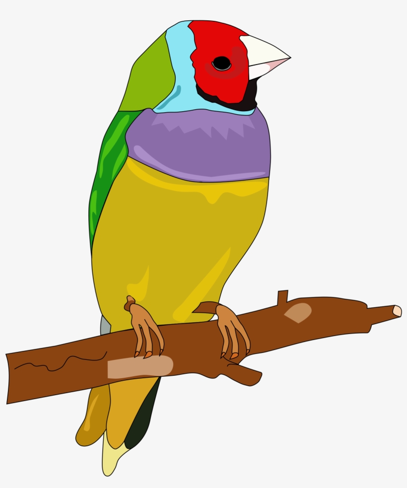 Detail Clip Art Burung Nomer 3