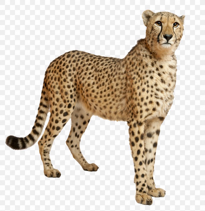Detail Clip Art Cheetah Nomer 14