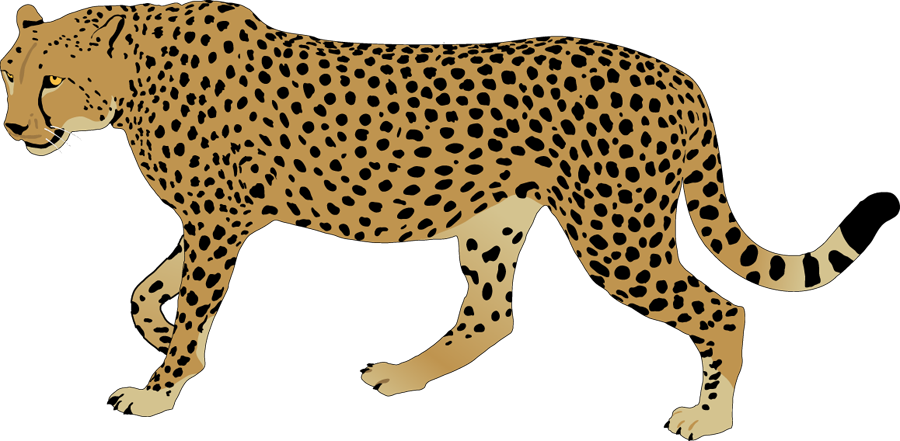 Detail Clip Art Cheetah Nomer 3