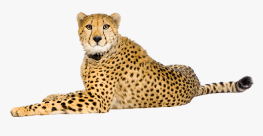 Detail Clip Art Cheetah Nomer 31