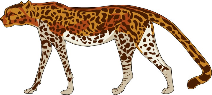 Detail Clip Art Cheetah Nomer 43