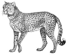 Detail Clip Art Cheetah Nomer 45