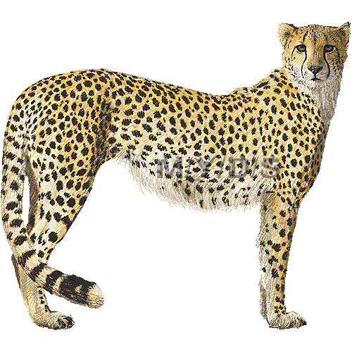 Detail Clip Art Cheetah Nomer 6
