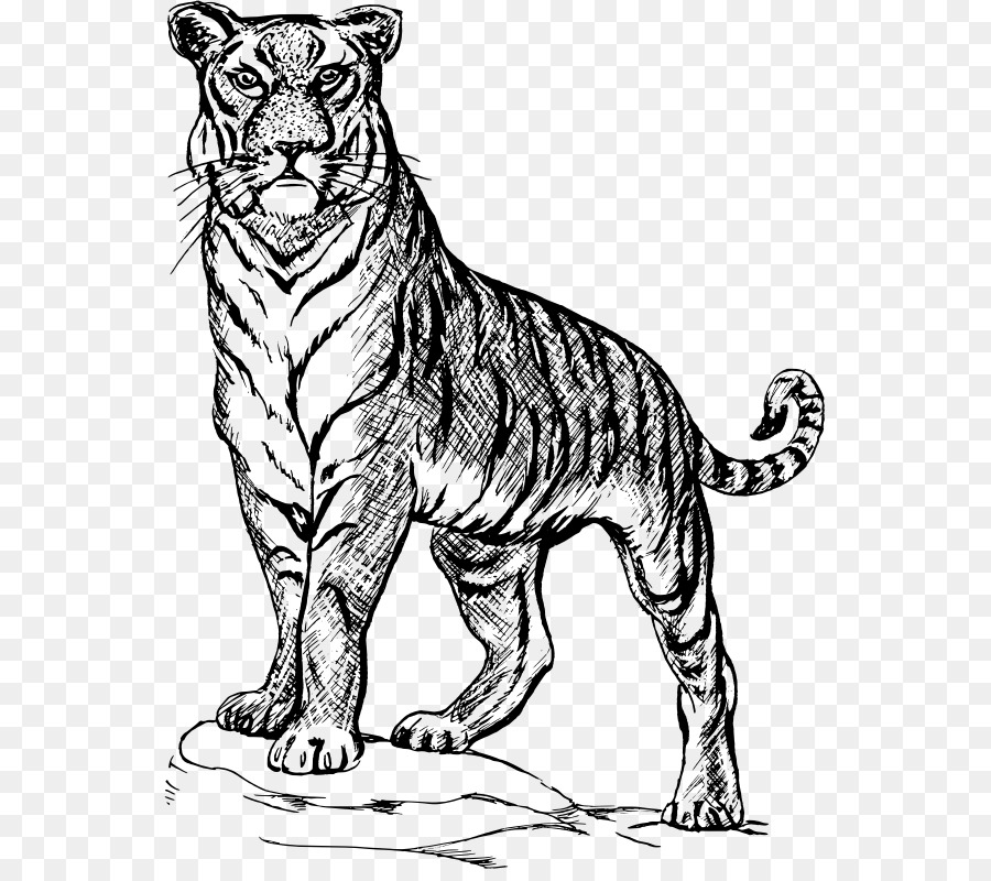 Detail Clip Art Harimau Nomer 26