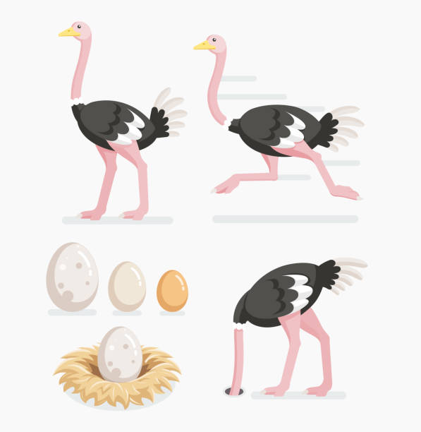 Detail Clip Art Ostrich Nomer 21