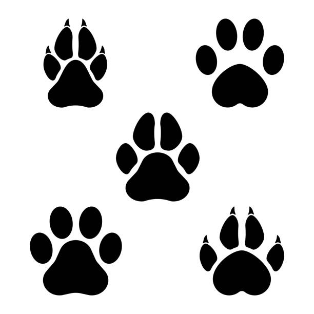 Download Clip Art Tiger Paw Print Nomer 1